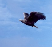 eagle2.t.jpg (4615 bytes)