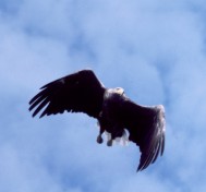 eagle3.t.jpg (6309 bytes)